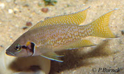 Neolamprologus splendens